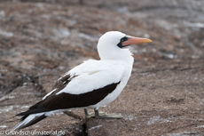 Galapagos-Tiere20.jpg